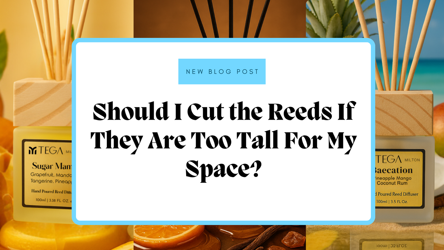 Should I Cut the Reeds If They Are Too Tall For My Space?